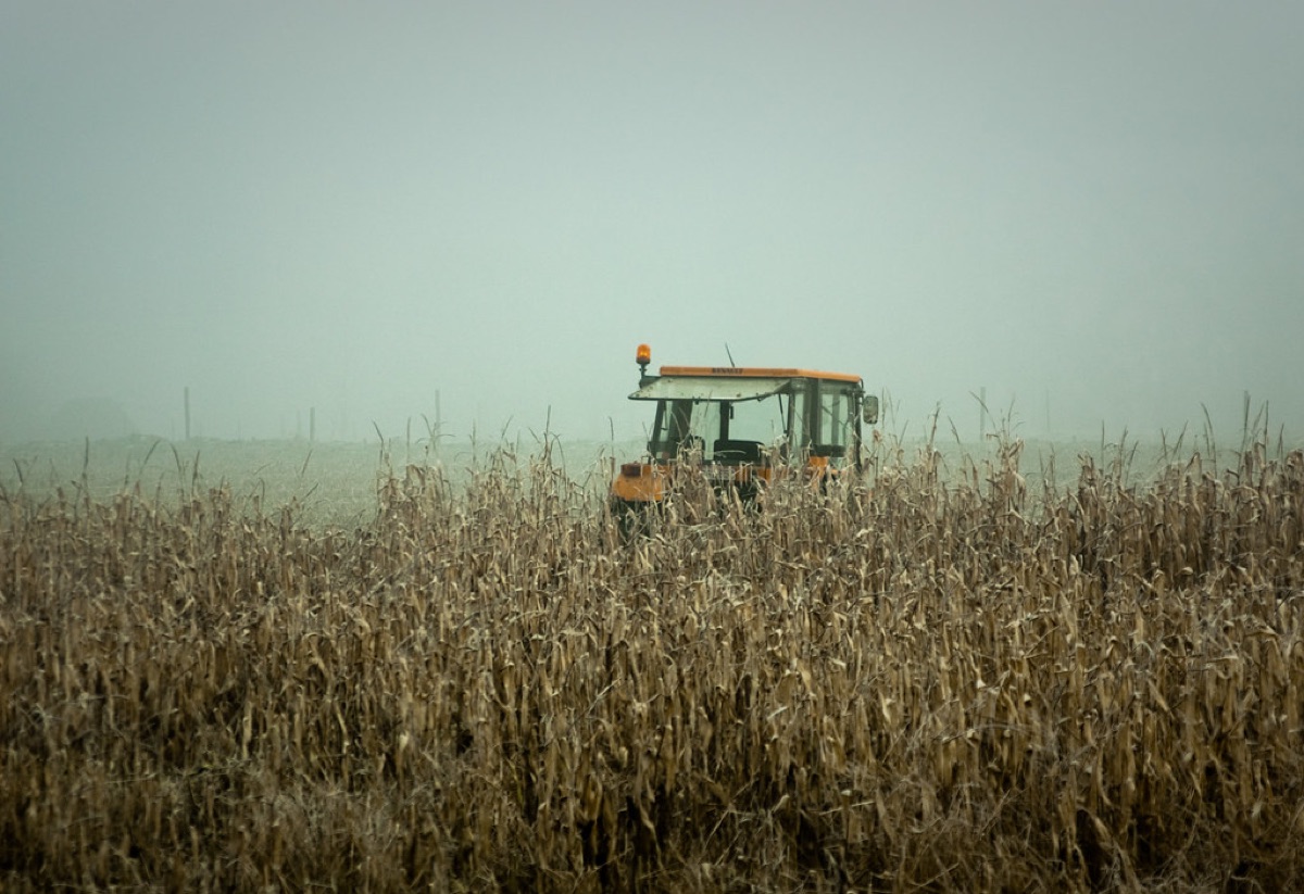 Tractor in field under natural light