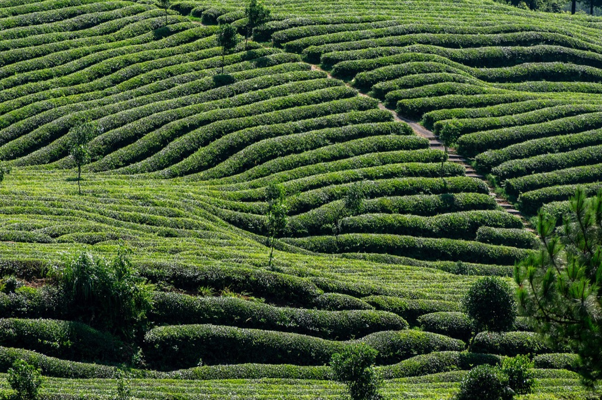 Green deal EU agriculture