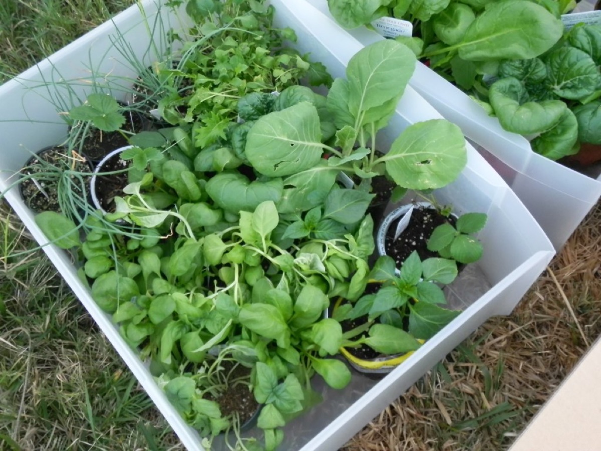 Freshly harvested vegetables including lettuce and tomatoes
