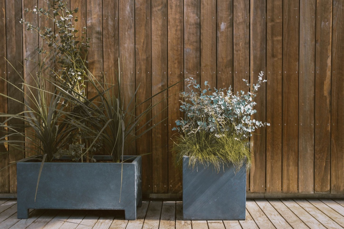 Small scale container gardening on a sunny balcony