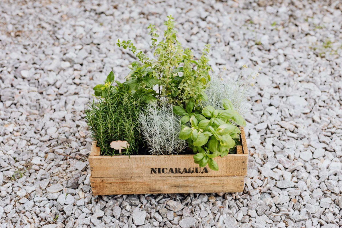 A wooden crate filled with diverse seasonal harvest crops