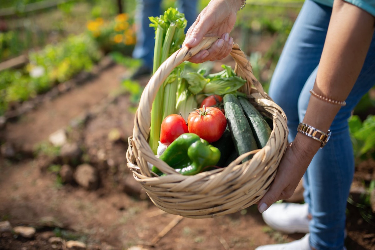 cesta de verduras frescas recién cosechadas