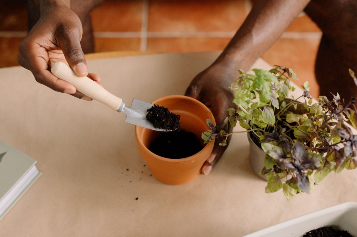 Plantes aromatiques poussant dans des pots sur un balcon.