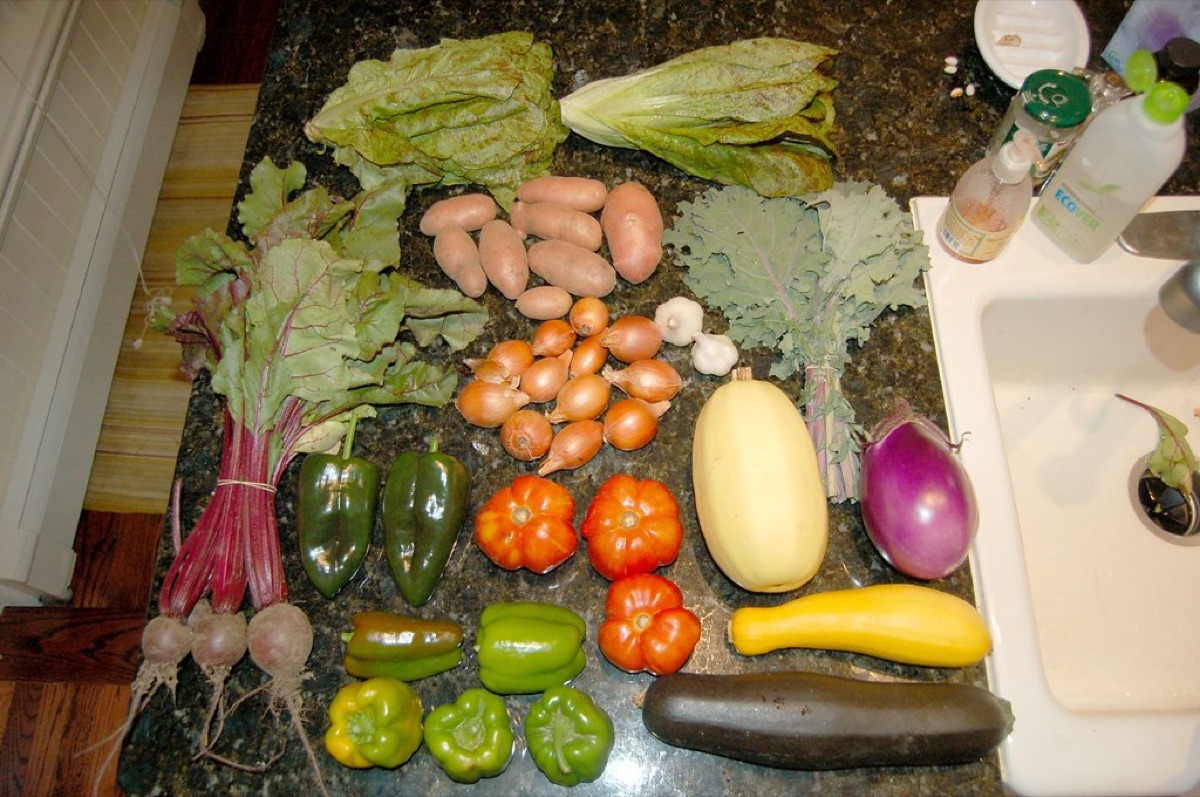 erbe aromatiche fresche in piccoli vasi per balcone