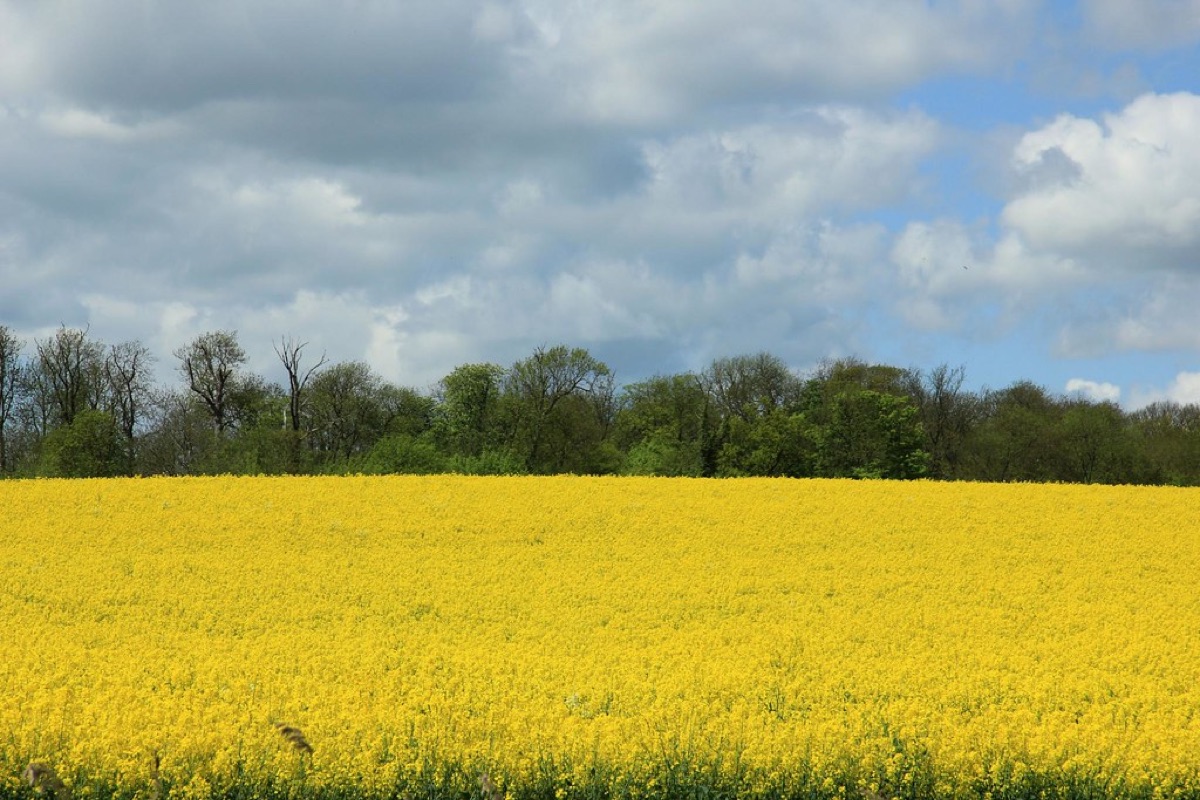 piccolo appezzamento di terreno per l'orto agricolo