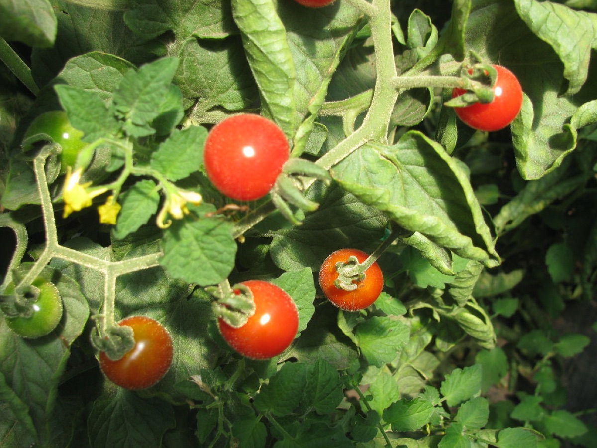 Gemiddelde moeilijkheidsgraad gewas: tomatenplant in een kas