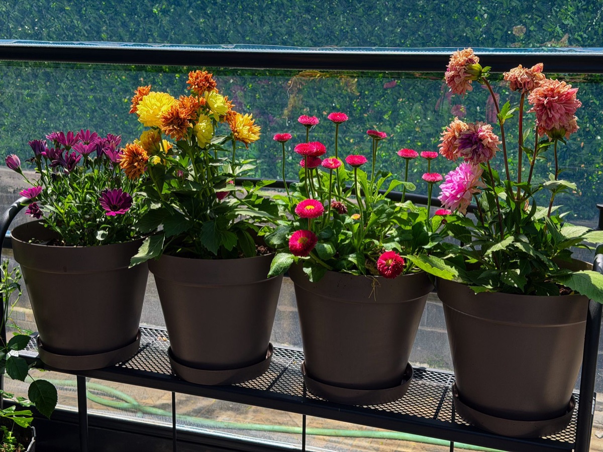 Kleinschalige tuinieren op een balkon met plantenpotten