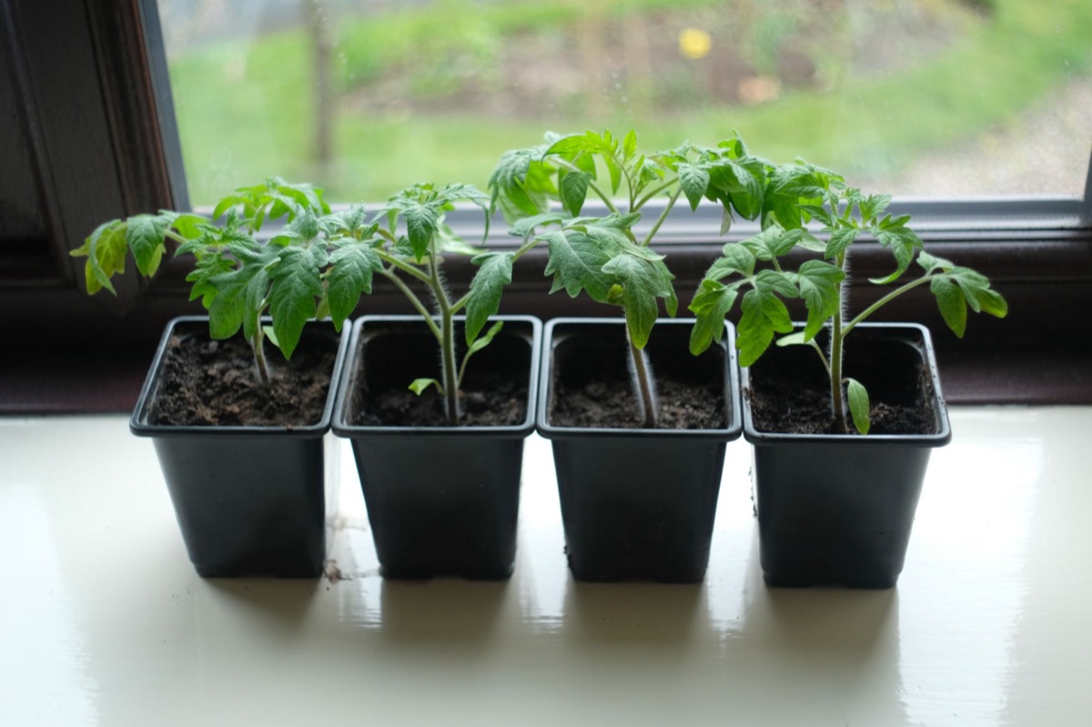 Mudas de vegetais crescendo em bandejas de cultivo para iniciantes.