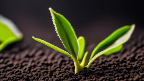 居家園藝入門指南：2025年新手必看的高CP值推薦作物