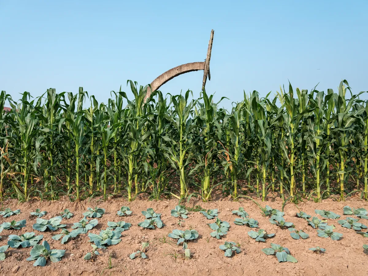 Vibrant farm scene showcasing rows of corn and cabbage with a rustic scythe under a clear blue sky.