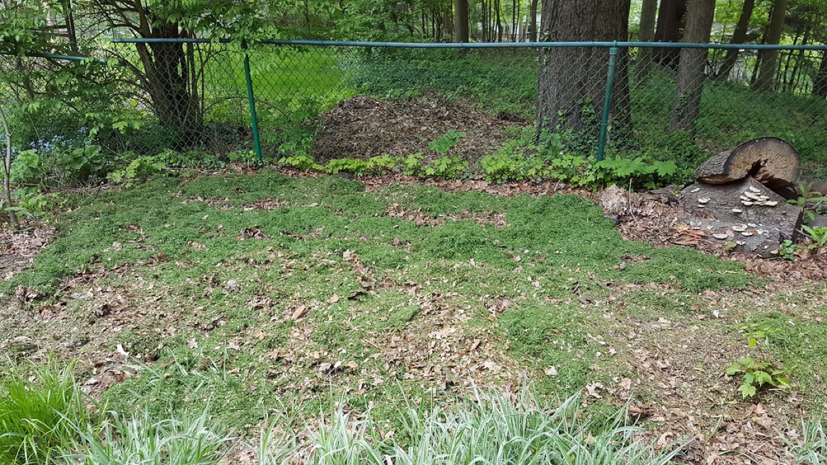 compost pile with leaves and grass