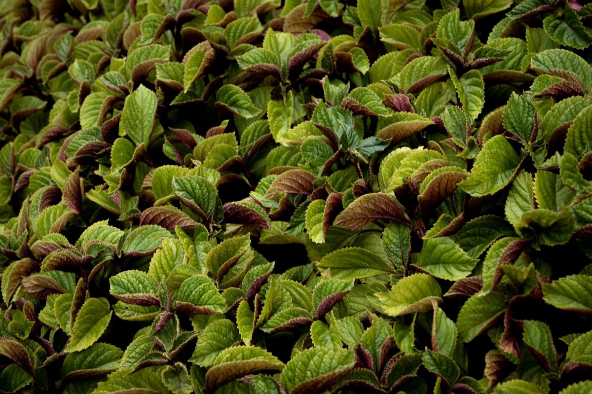 Grüne Perilla-Pflanzen im Gartenbeet.