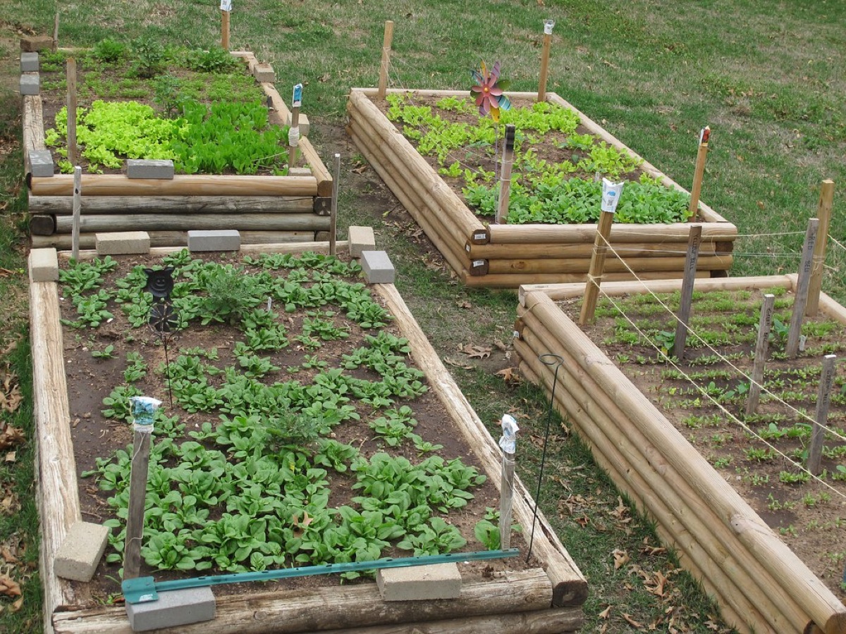Freshly harvested green lettuce leaves in a garden setting.