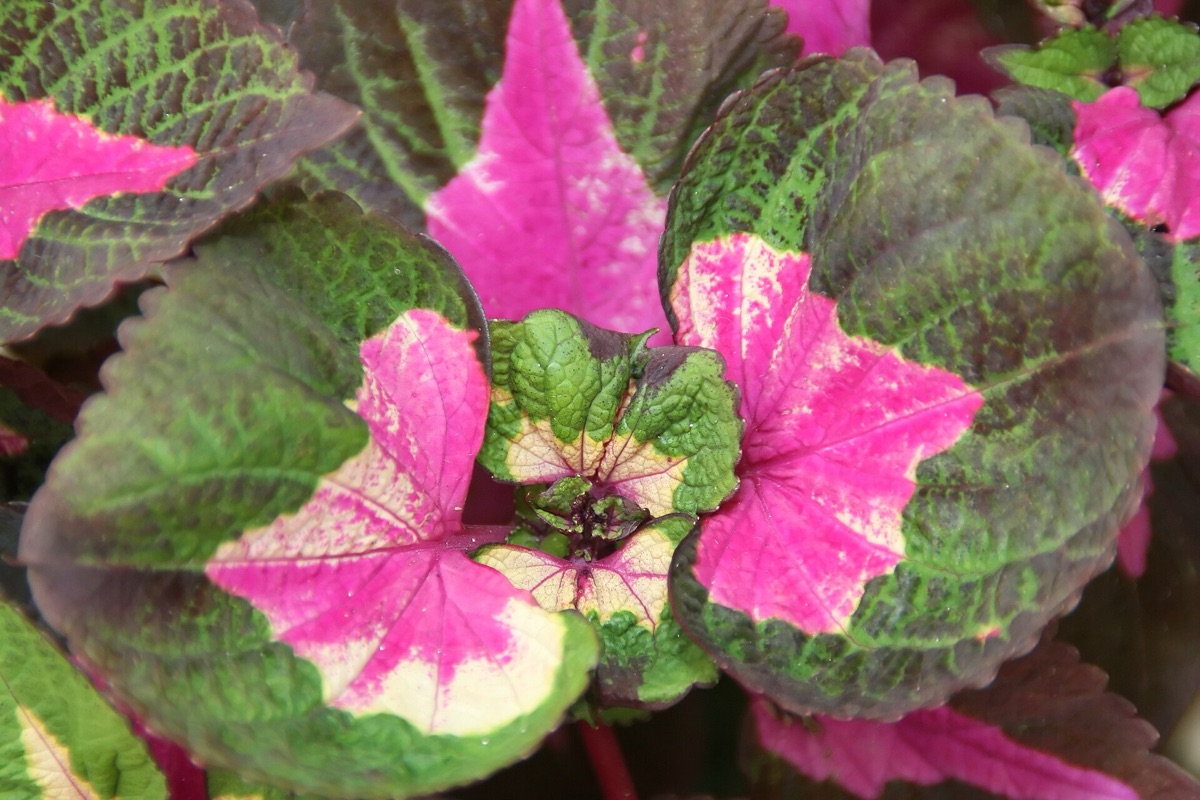 Close up of vibrant green perilla leaves growing in a garden.