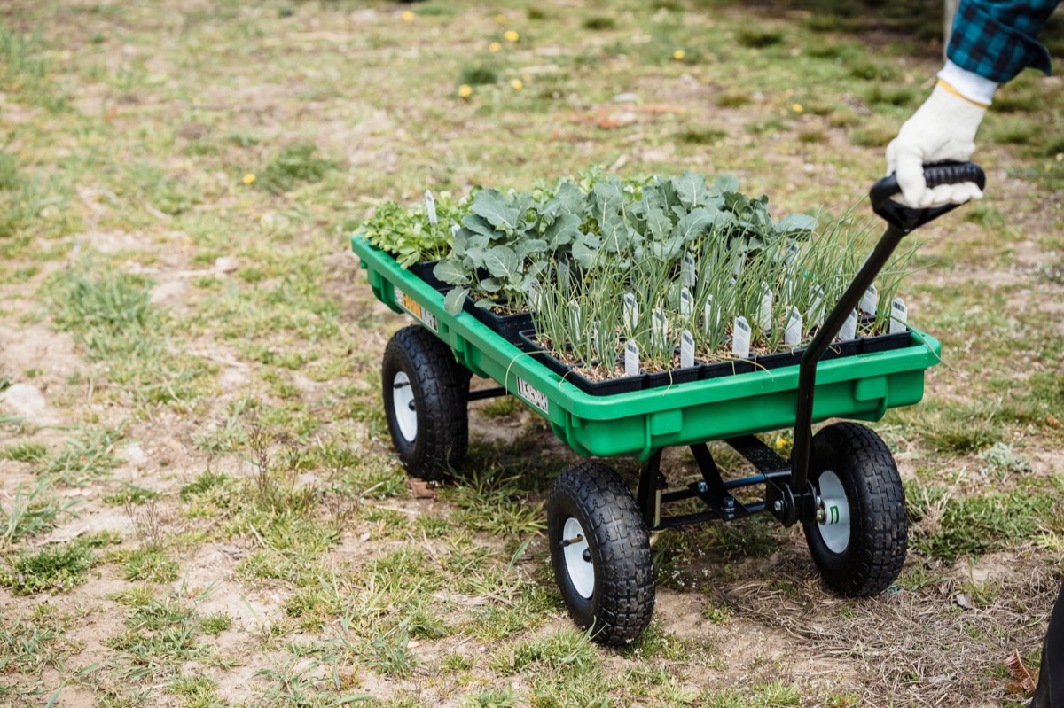 Plántulas de lechuga creciendo en bandejas de germinación para principiantes.