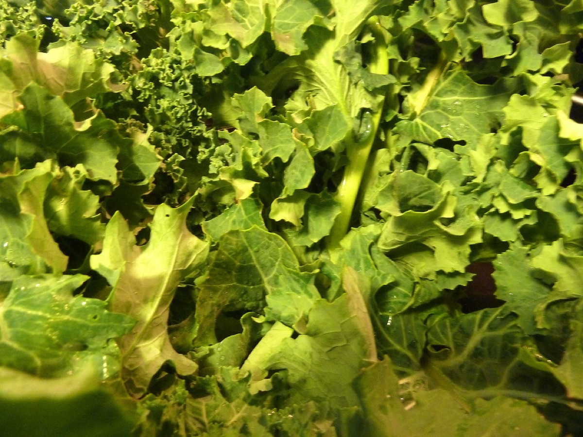 Verse groene kropssla geoogst in een moestuin.
