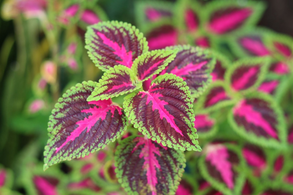 Close-up de folhas de perilla verde vibrante com bordas serrilhadas.