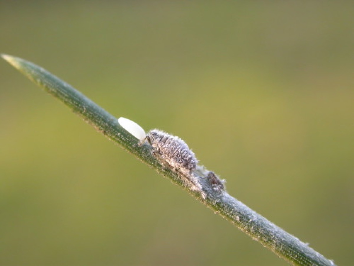 Marienkäfer frisst Blattläuse auf einem Blatt.