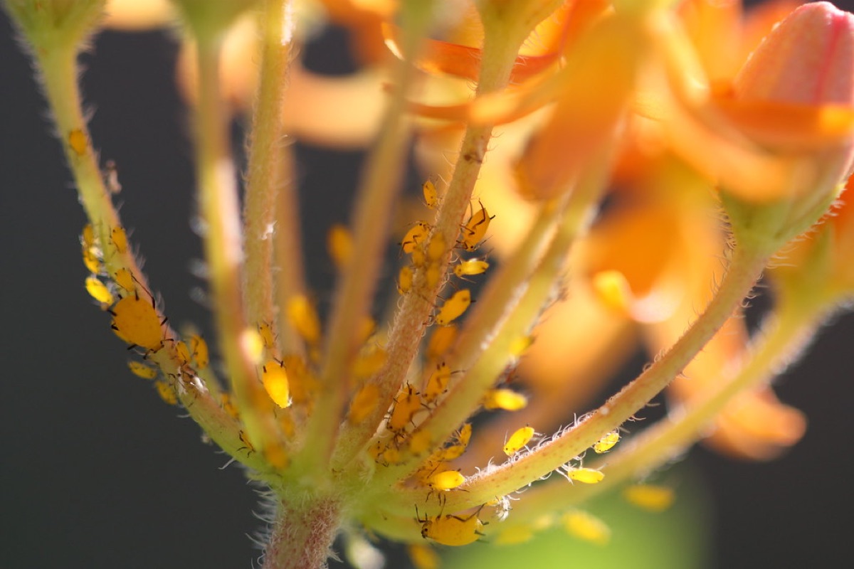 A natural predator ladybug hunting aphids on a plant stem.