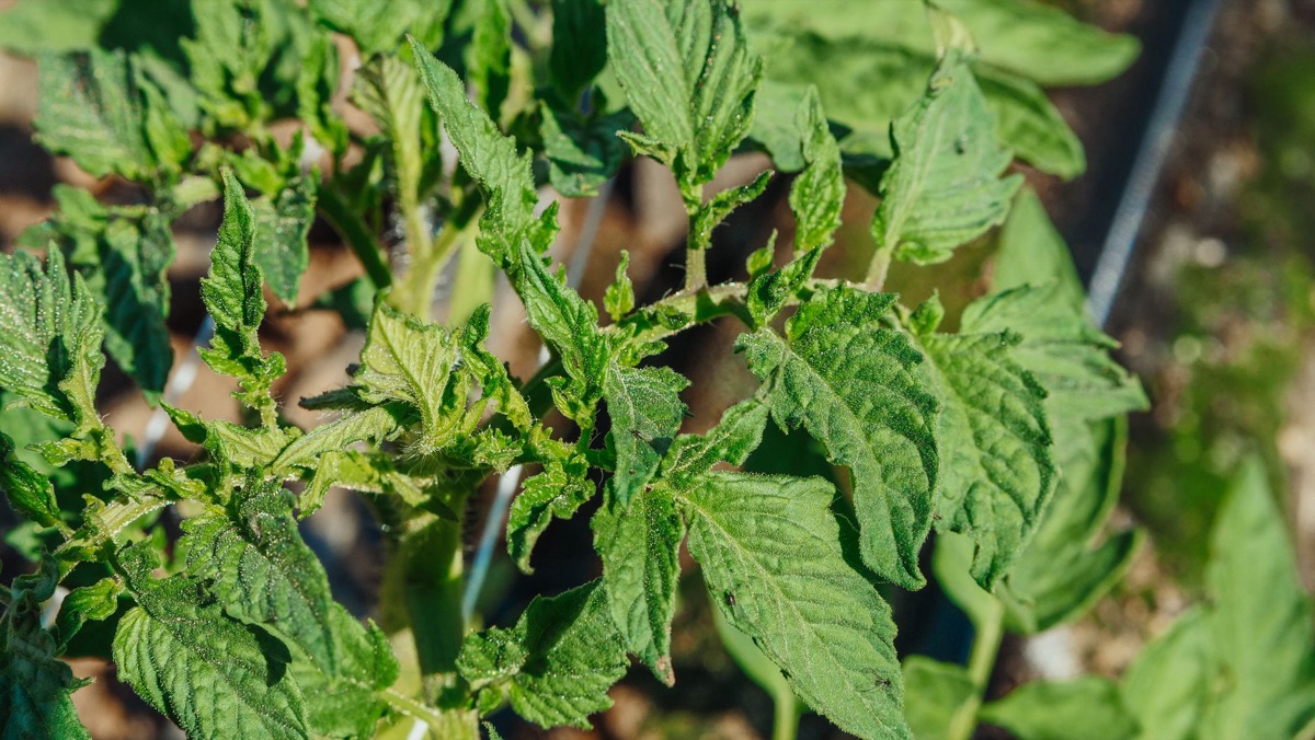 Pulgones en una hoja verde de cultivo