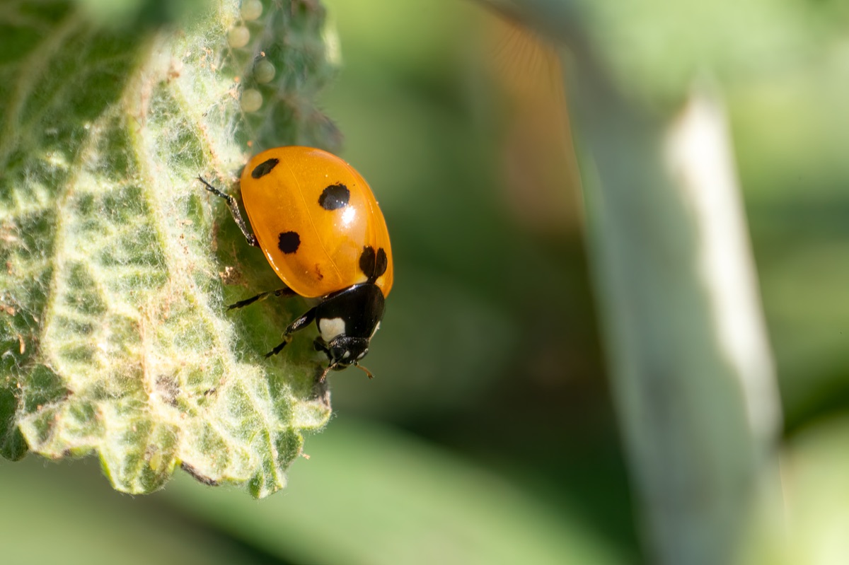 Mariquita comiendo pulgones en una planta