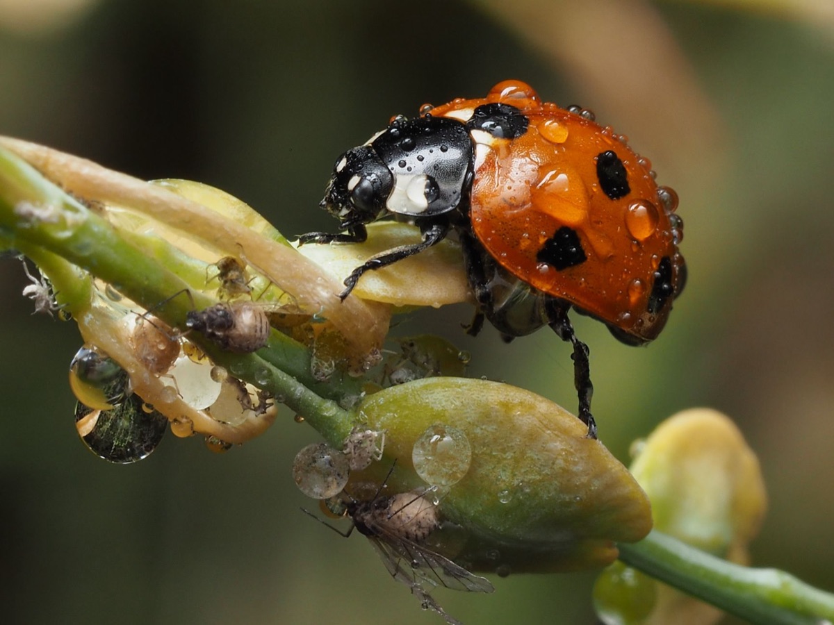 Pucerons sur une tige de plante verte en gros plan