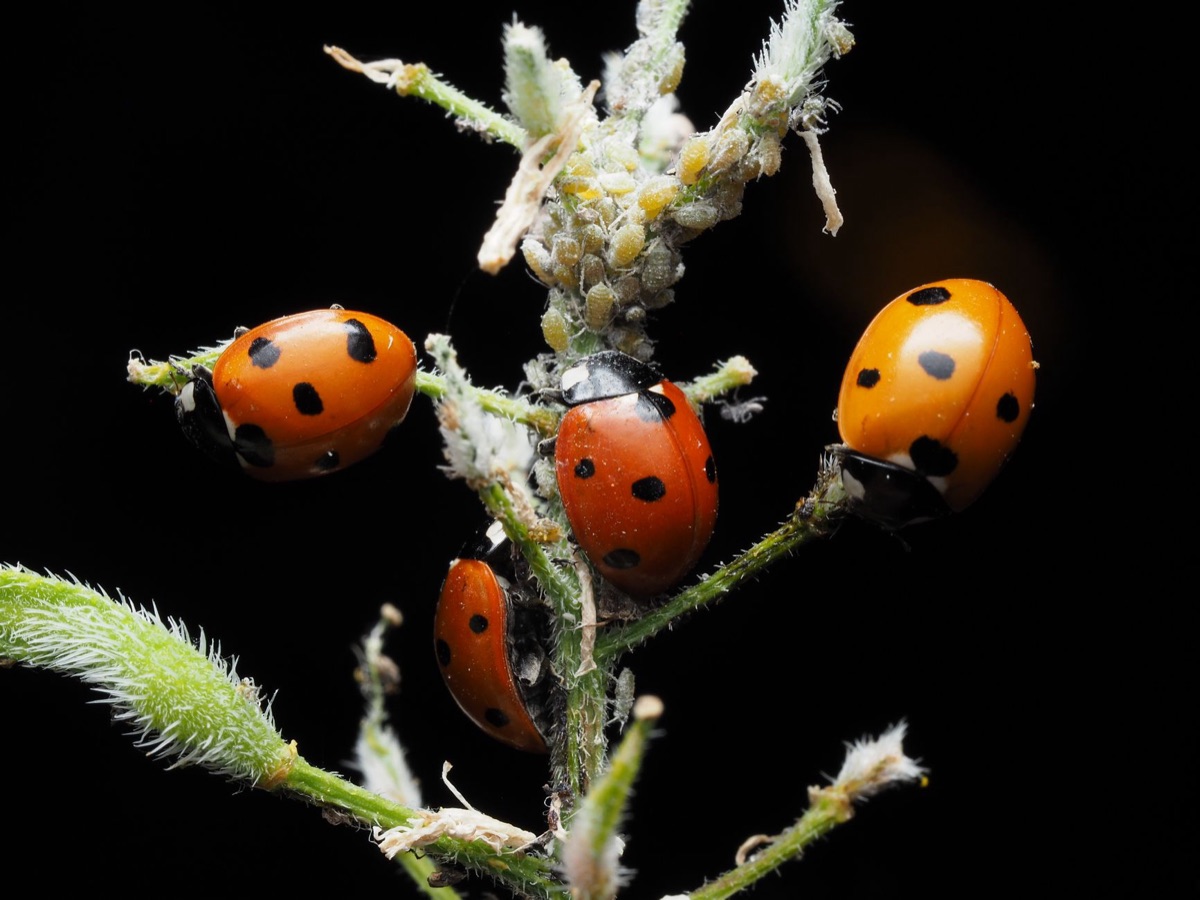 Piccoli afidi su una foglia verde di una pianta
