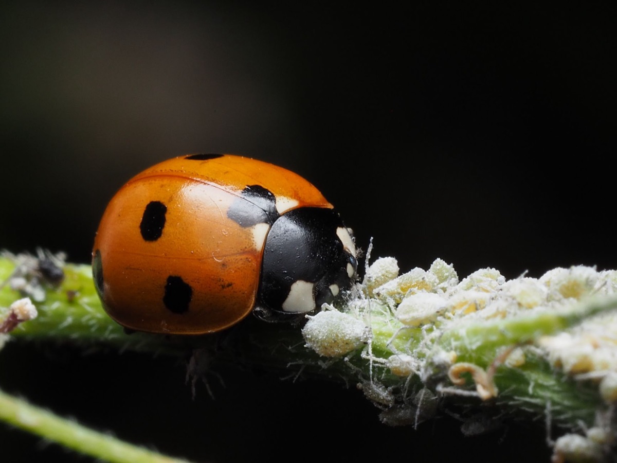 Coccinella che mangia afidi su una pianta