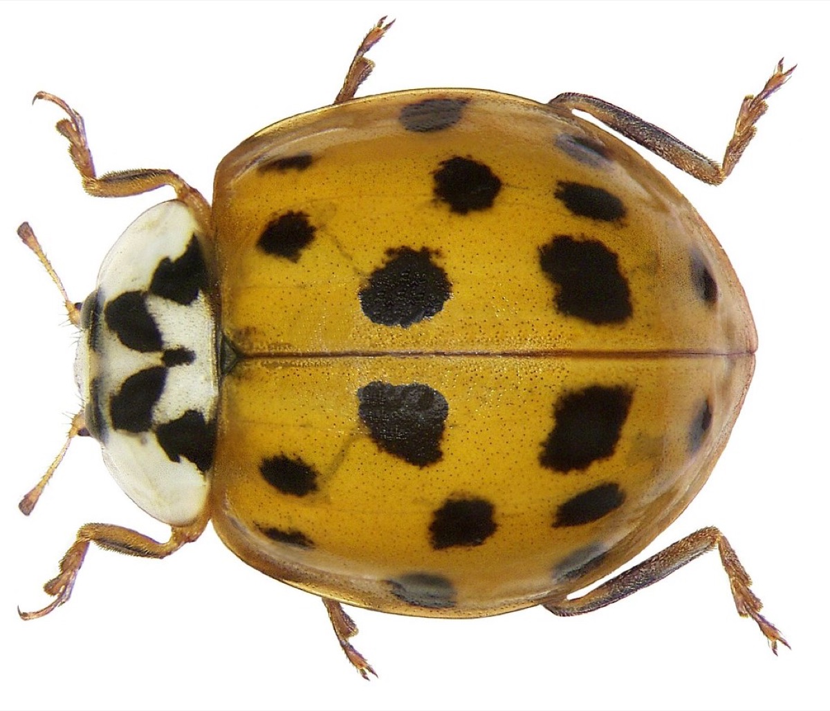 天敵であるてんとう虫がアブラムシを捕食する様子