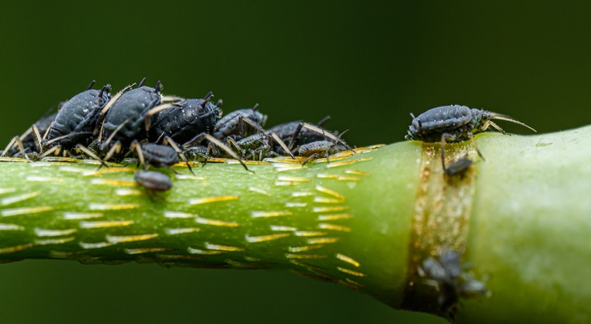 Close-up van kleine bladluizen op een groen blad.