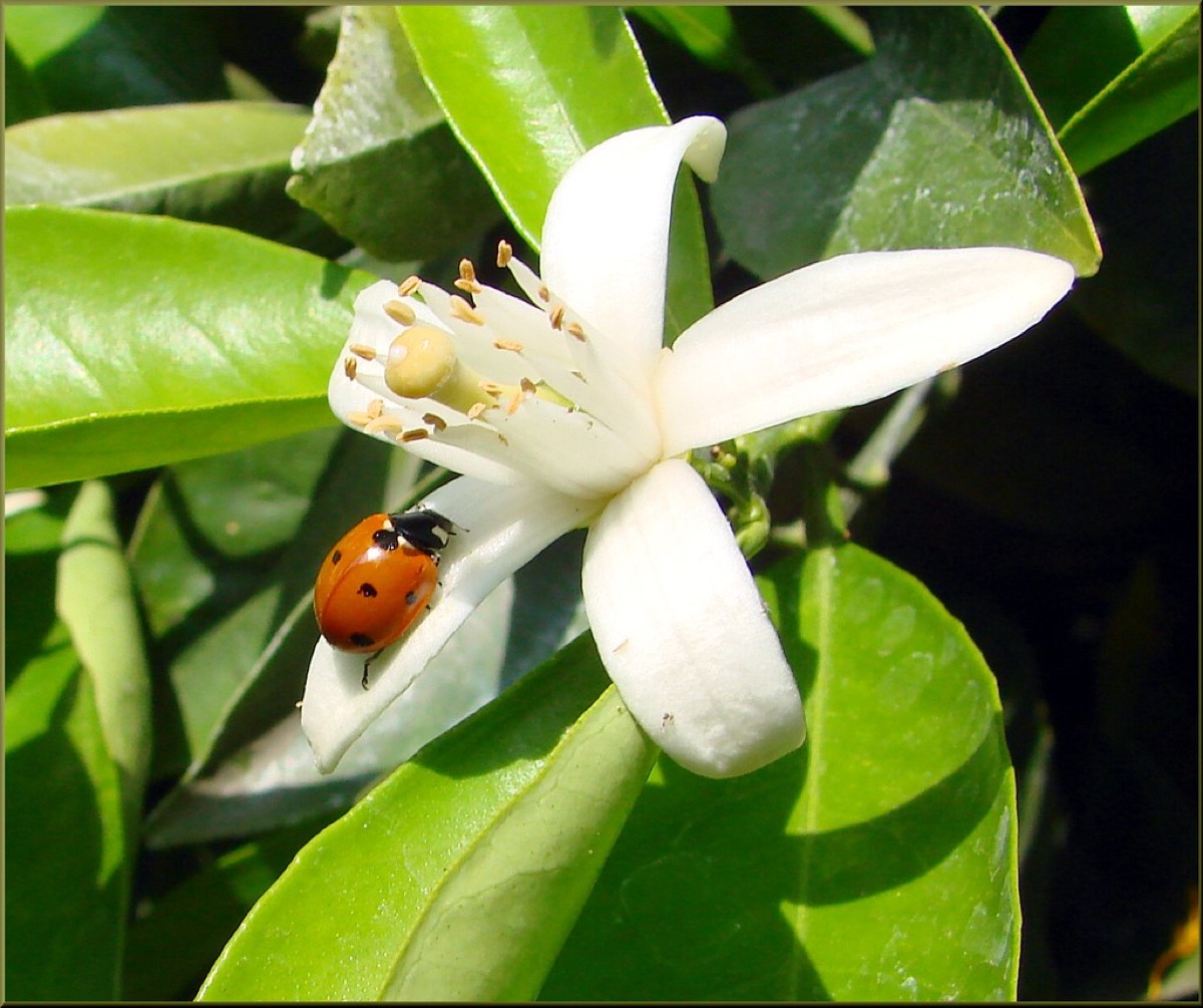 Een lieveheersbeestje die bladluizen eet op een plant.