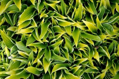 Lettuce Planting Guide: Match Your Harvest to Microclimate