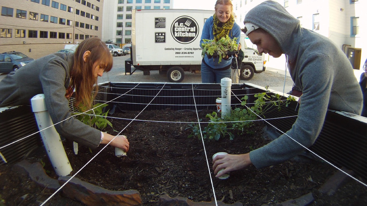 Hands sowing lettuce seeds into prepared garden soil