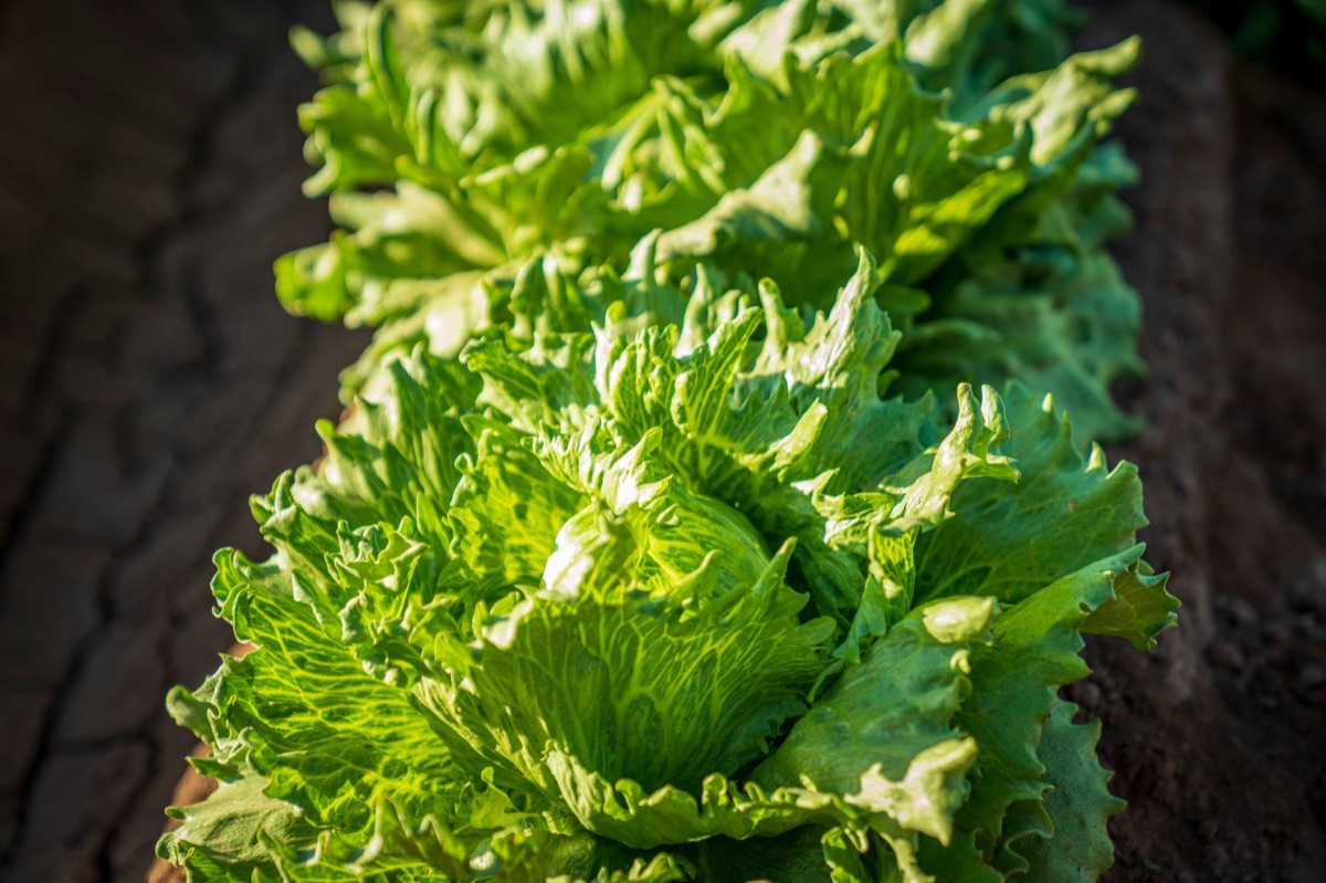 Close-up of freshly harvested heads of butter lettuce on a wooden surface
