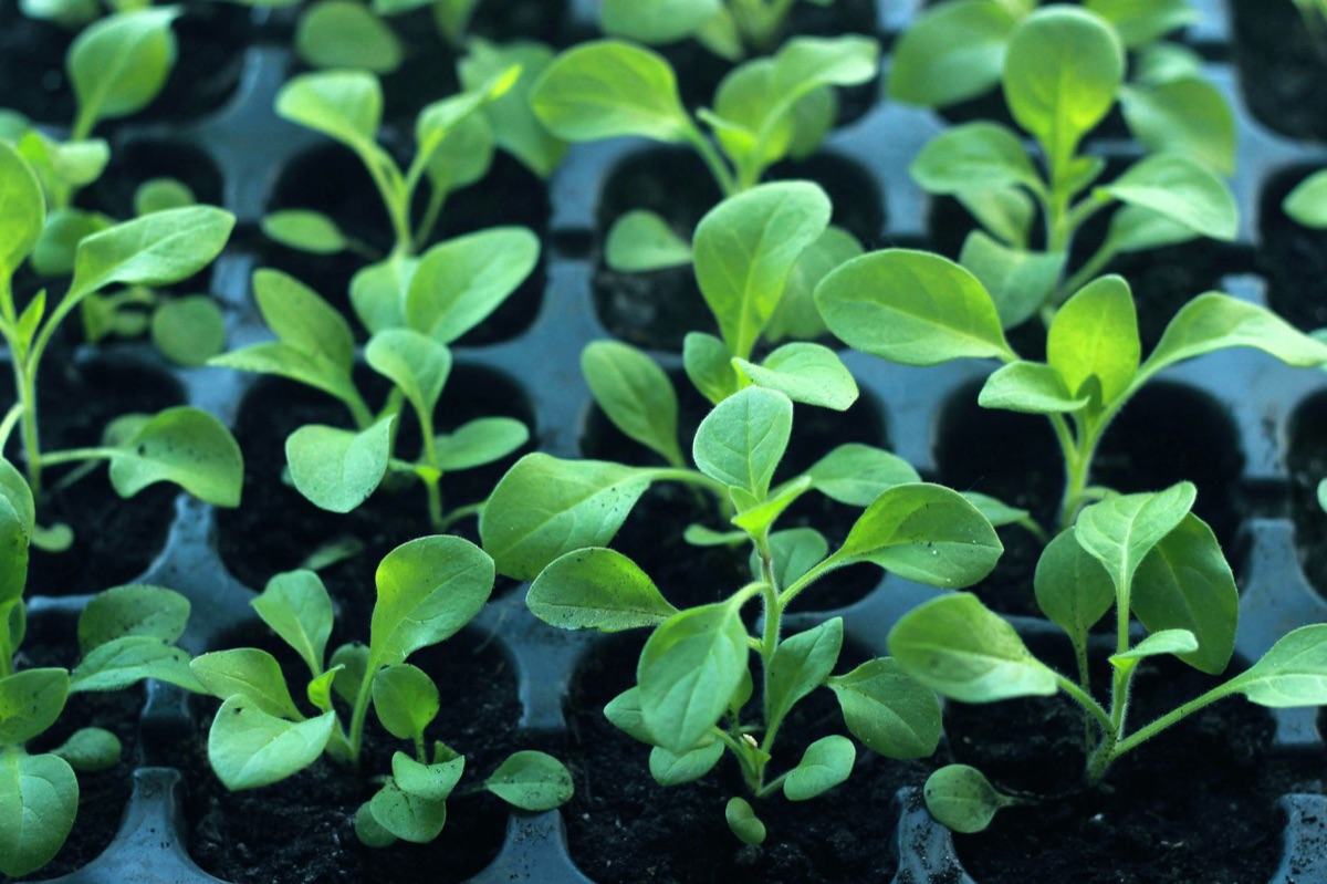 Trasplante de lechuga