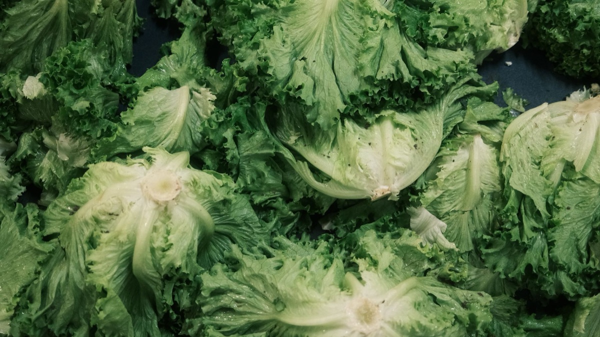 Cosecha de lechuga