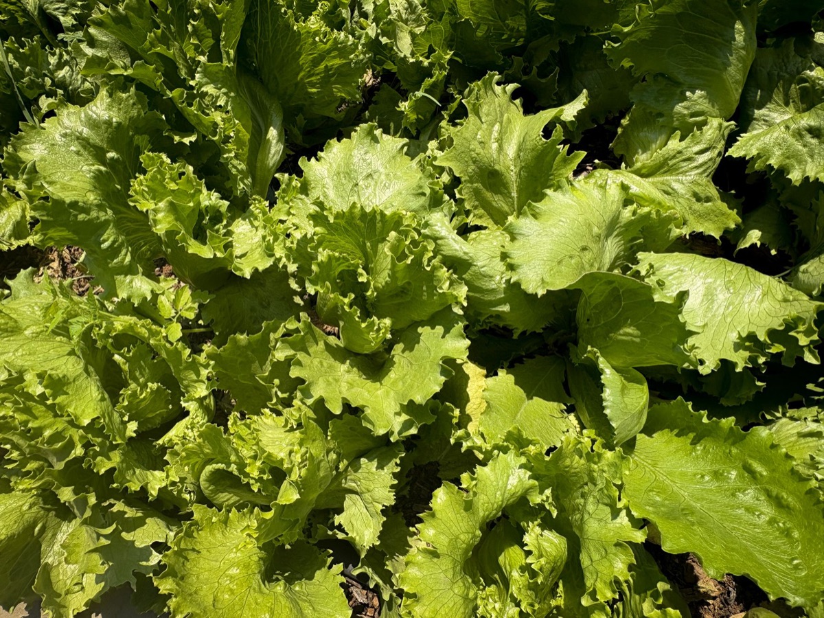 收穫鮮脆的生菜頭