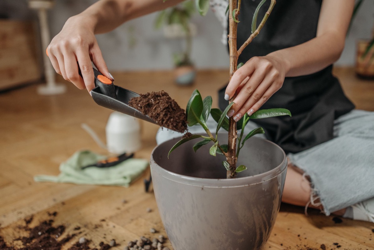 Close-up of a gardening trowel digging into dark, rich soil.