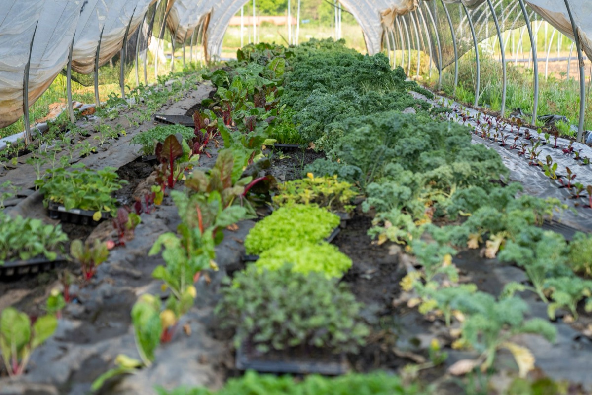 Massère de légumes au sol