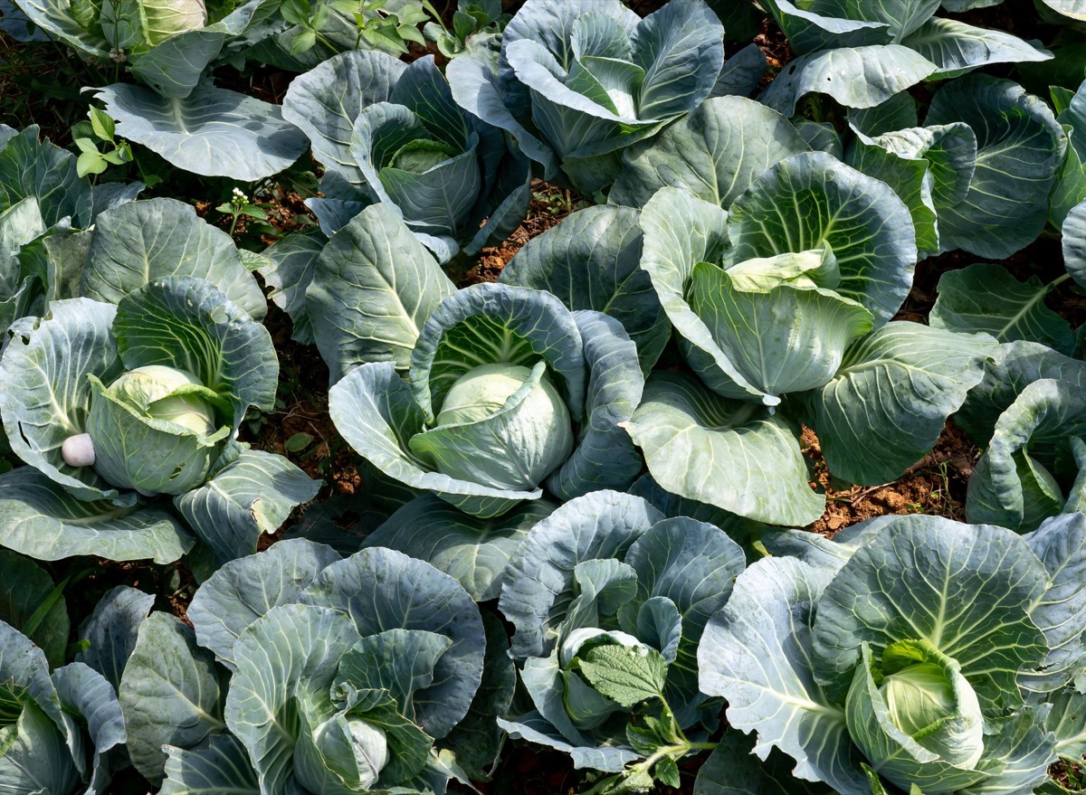 Houten rand voor moestuinbed