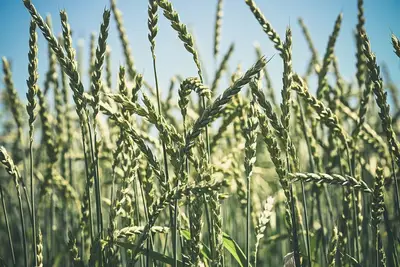 Rich country subsidies: Future farming policy trends why