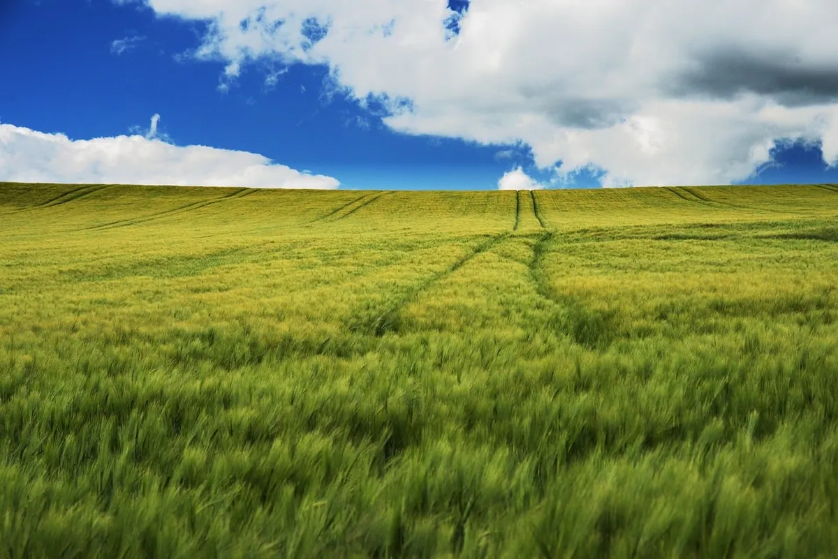 grain, agriculture, field, nature, summer, cornfield, green grass, sky, clouds, farm, natural scenery, rural, agricultural landscape, harvest, landscape, grain