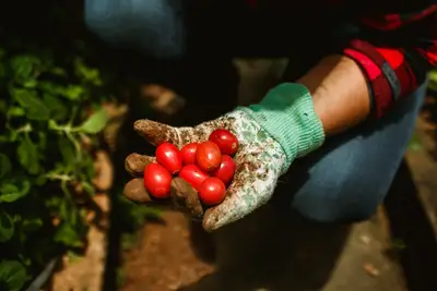Comment élaborer une planification culture avant installation ?