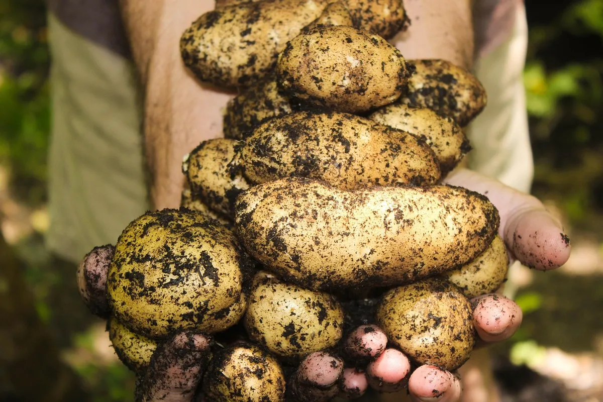 potatoes, natural, soil, gardening, farming, garden, organic, nature, harvest, harvesting, fresh, raw, produce, root vegetables, tuber