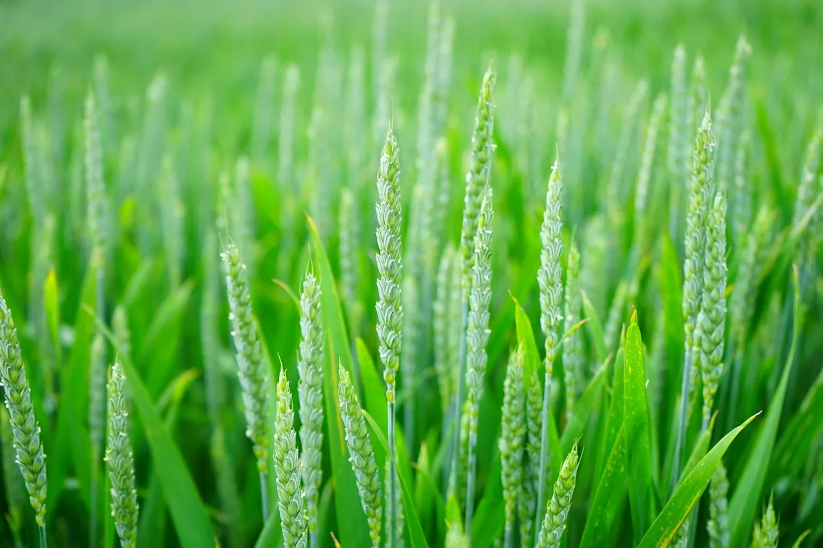 green, wheat, field, grass, wheat field, barley, crops, wheatgrass, wheat crops, arable land, agriculture, farm, farming, cultivation, nature, rural, countrysid