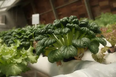 Aquaponics Benodigdheden voor indoor aquaponics: beste tips