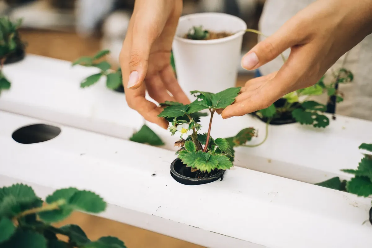 Close-up of hands nurturing a young strawberry plant in a hydroponic setup.