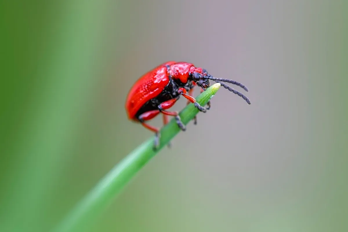 昆虫、ベア species、ベア、生態的な役割、ガーデンのケア、ガーデンの害虫、昆虫の行動、昆虫の生態学、昆虫のライフサイクル、統合的な害虫管理、イン