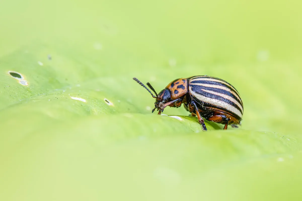 Macro shot of a Colorado potato beetle on a green leaf, highlighting agricultural pests.