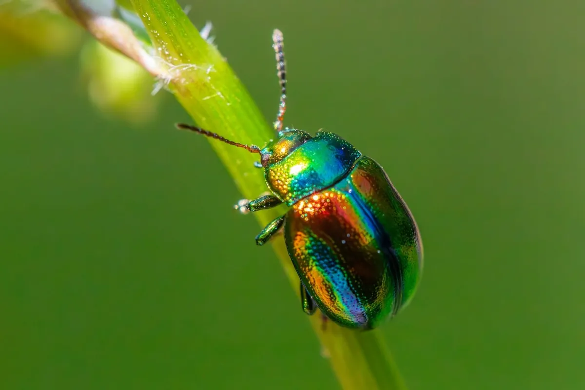 insects, beetle species, beetles, biological control, dead-nettle leaf beetle, garden pests, insect predators, insecticides, integrated pest management, macro,